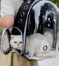Mochila Transportadora Transparente para Mascotas – Ventilada, Negro